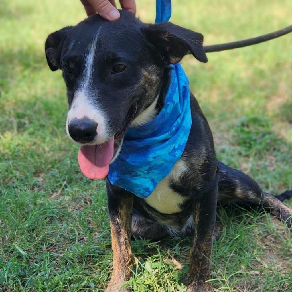 Enlarge Doc JuM, a Adoptable mixed breed in Austin, TX image 2/6