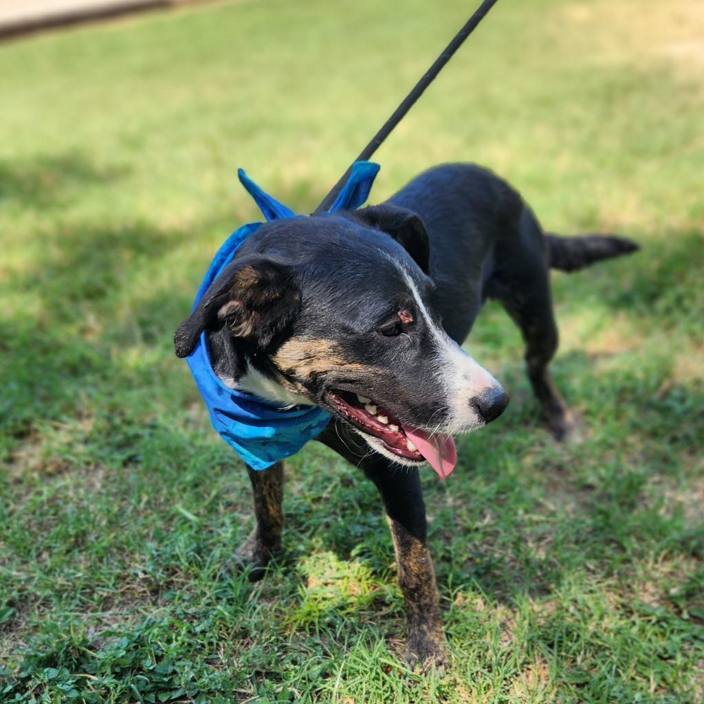 Enlarge Doc JuM, a Adoptable mixed breed in Austin, TX image 3/6