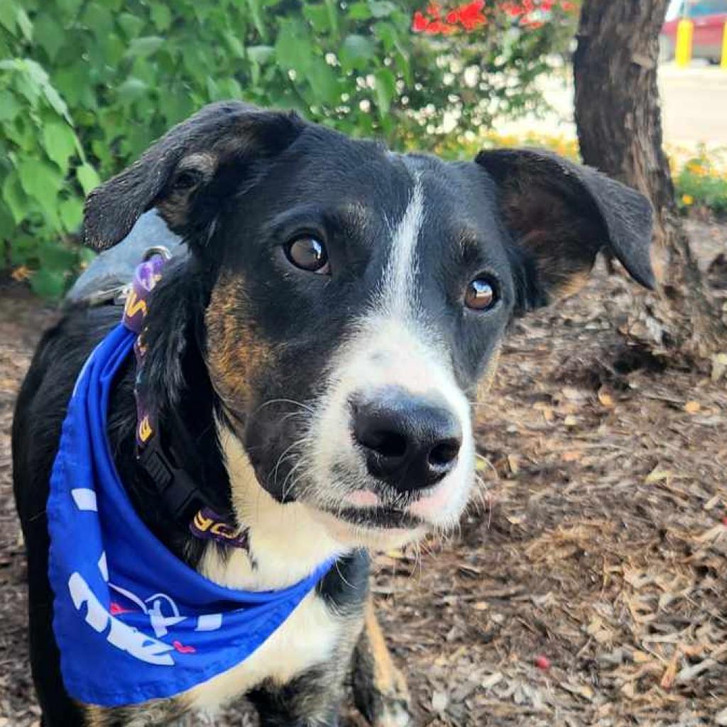 Enlarge Doc JuM, a Adoptable mixed breed in Austin, TX image 4/6