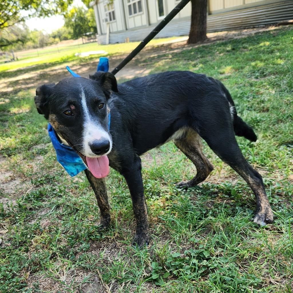 Enlarge Doc JuM, a Adoptable mixed breed in Austin, TX image 2/6
