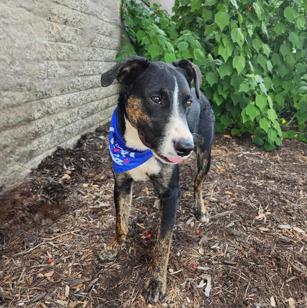 Enlarge Doc JuM, a Adoptable mixed breed in Austin, TX image 4/6