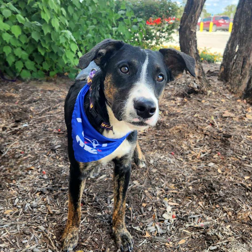 Enlarge Doc JuM, a Adoptable mixed breed in Austin, TX image 5/6