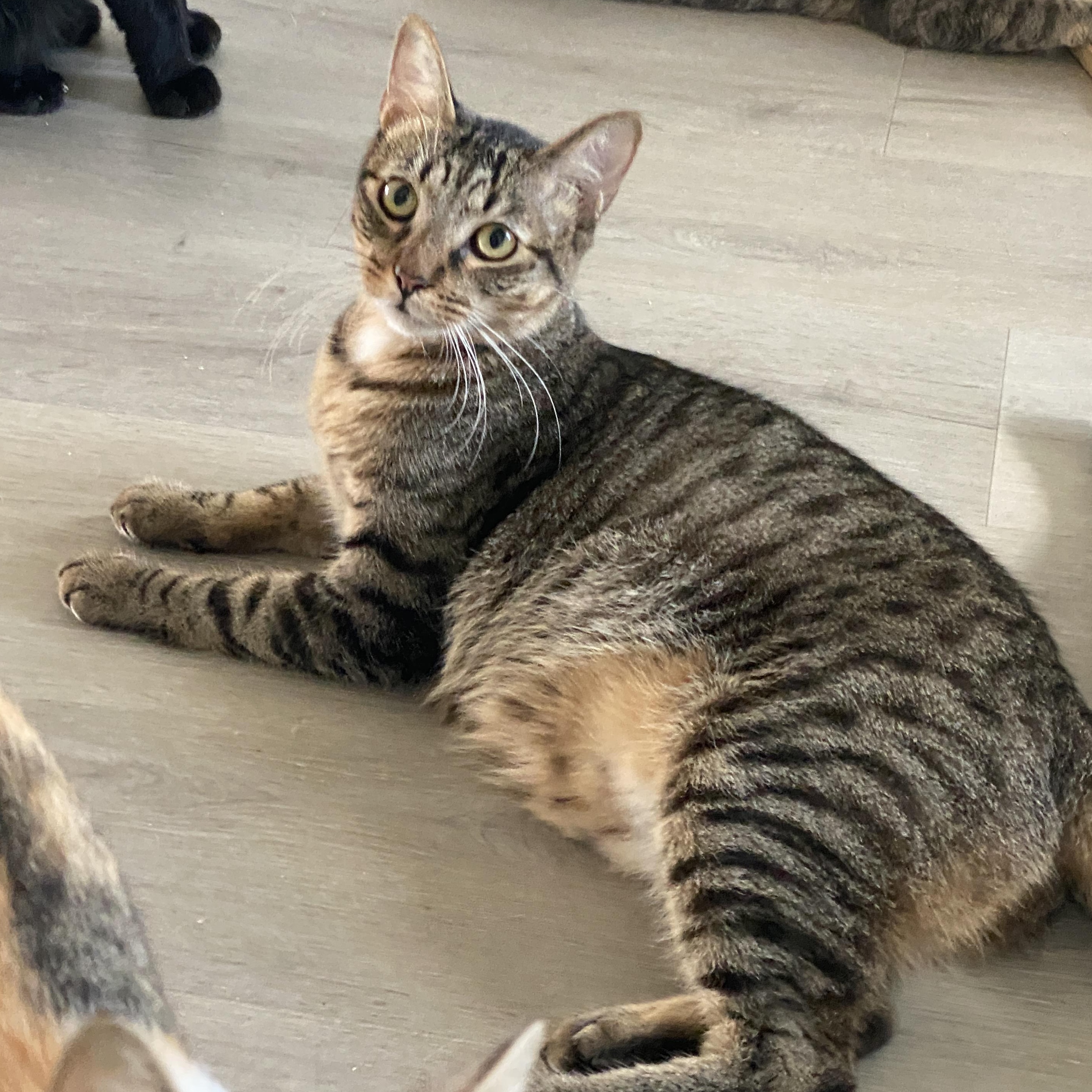 Enlarge Jimmy, a Adoptable Tabby in Marble Falls, TX image 3/6