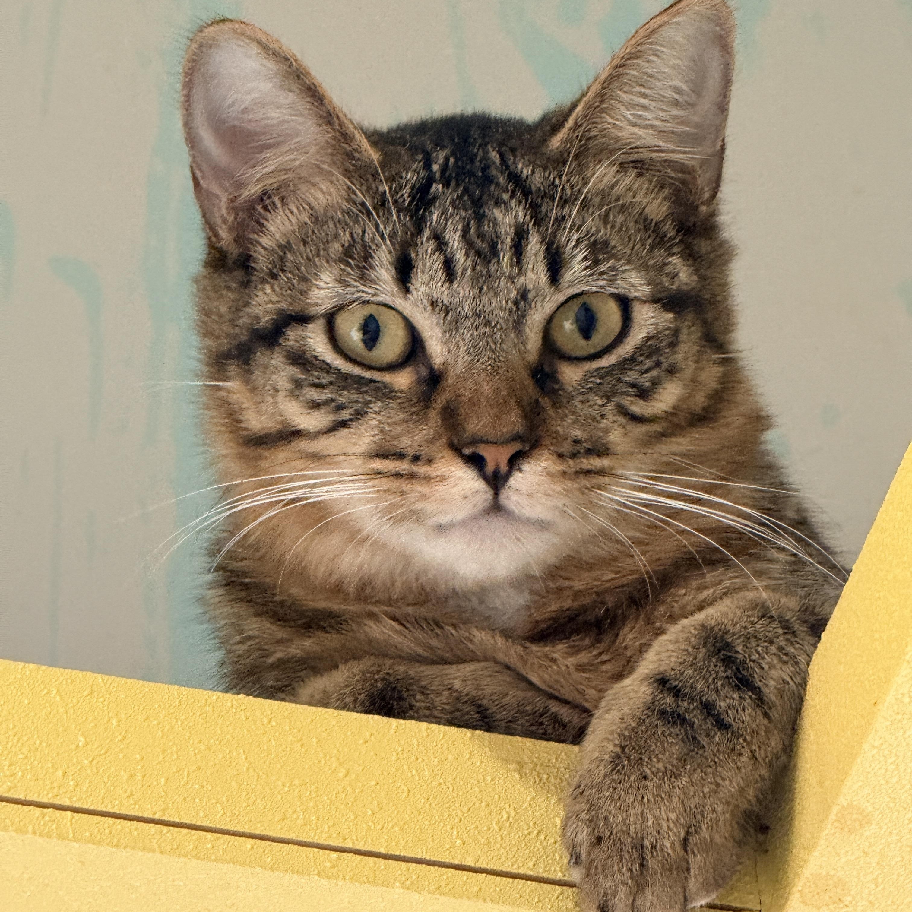 Jimmy, a Adoptable American Shorthair in LAMPASAS, TX image 2/5