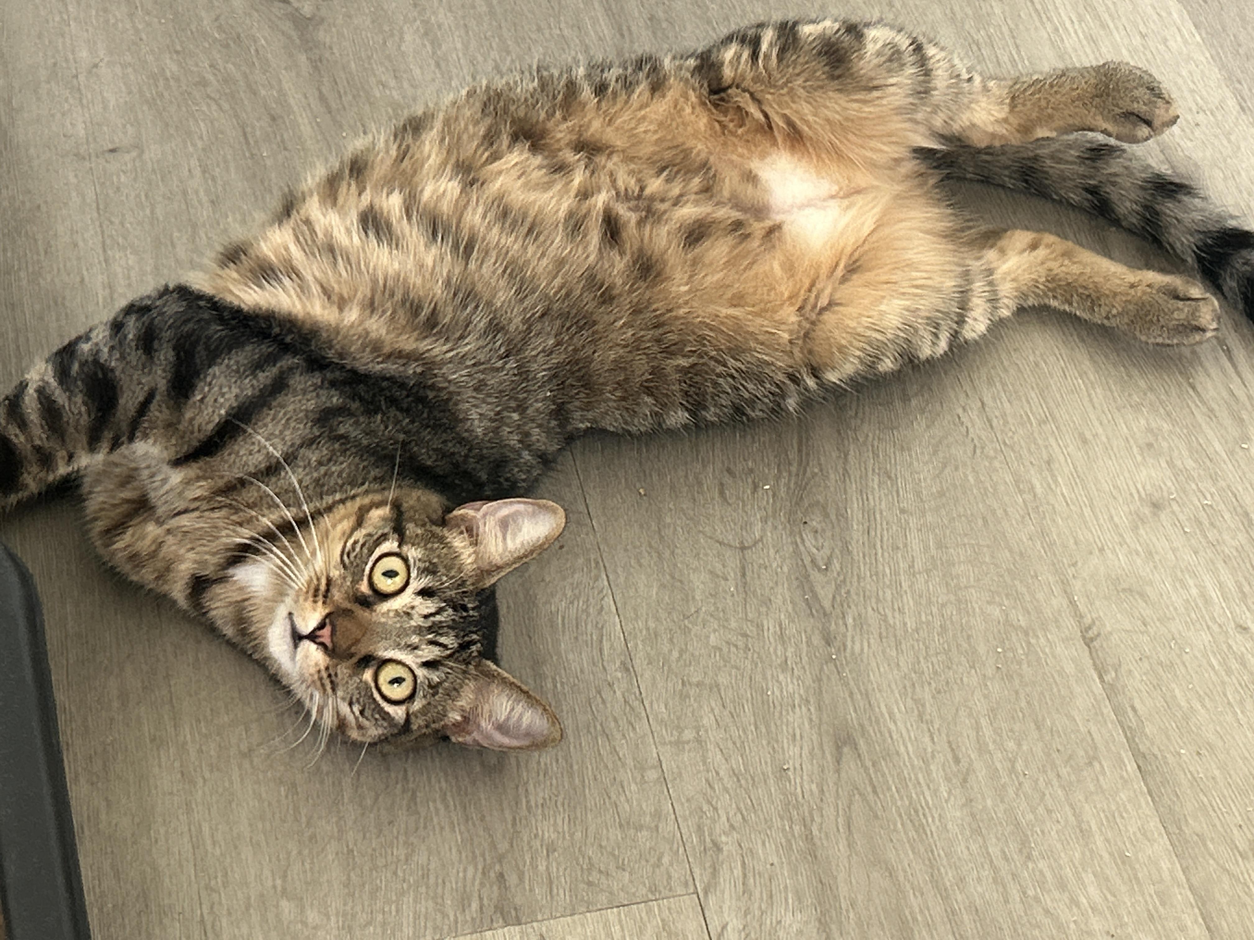 Jimmy, a Adoptable Tabby in Marble Falls, TX image 1/6