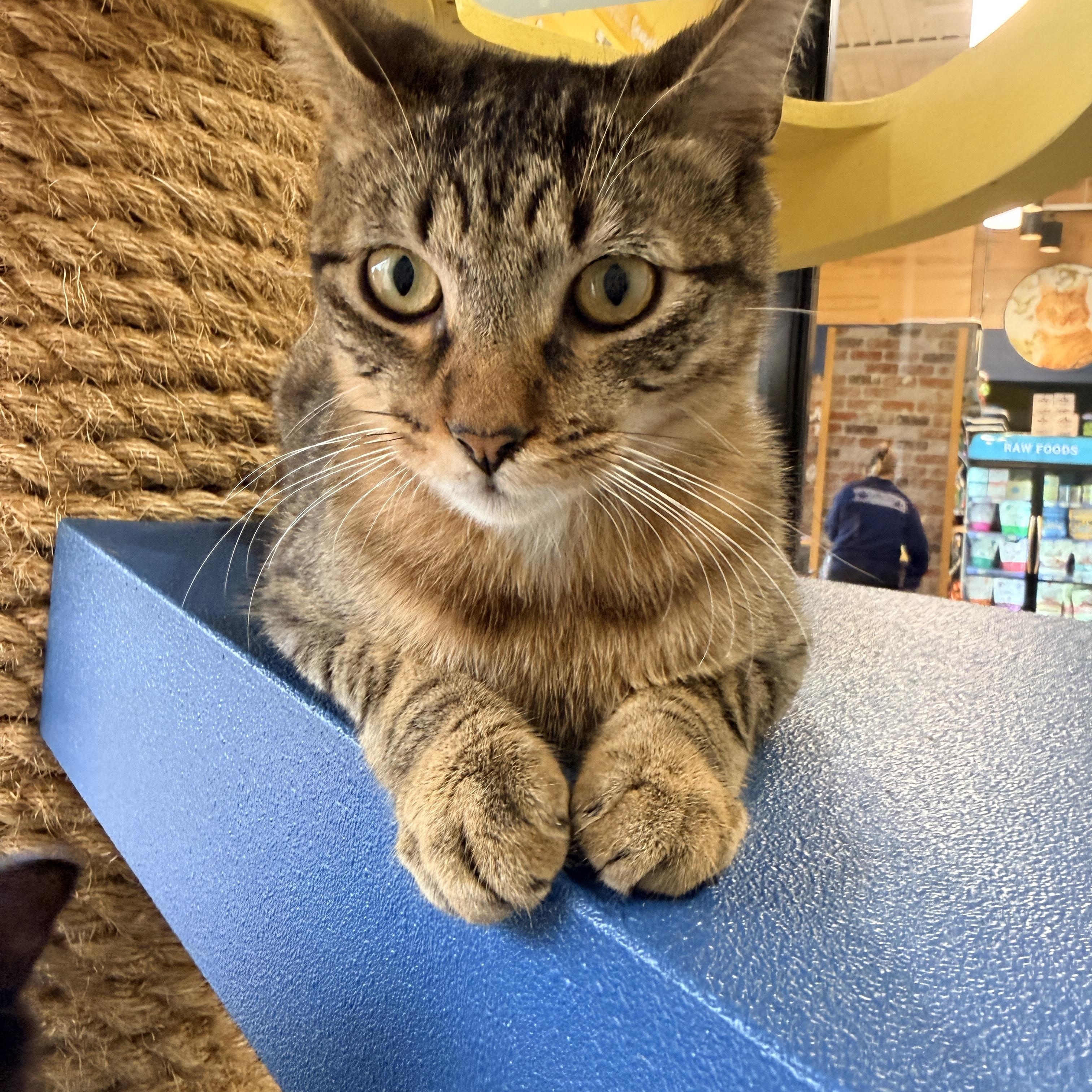 Jimmy, Adoptable, Young Male American Shorthair.