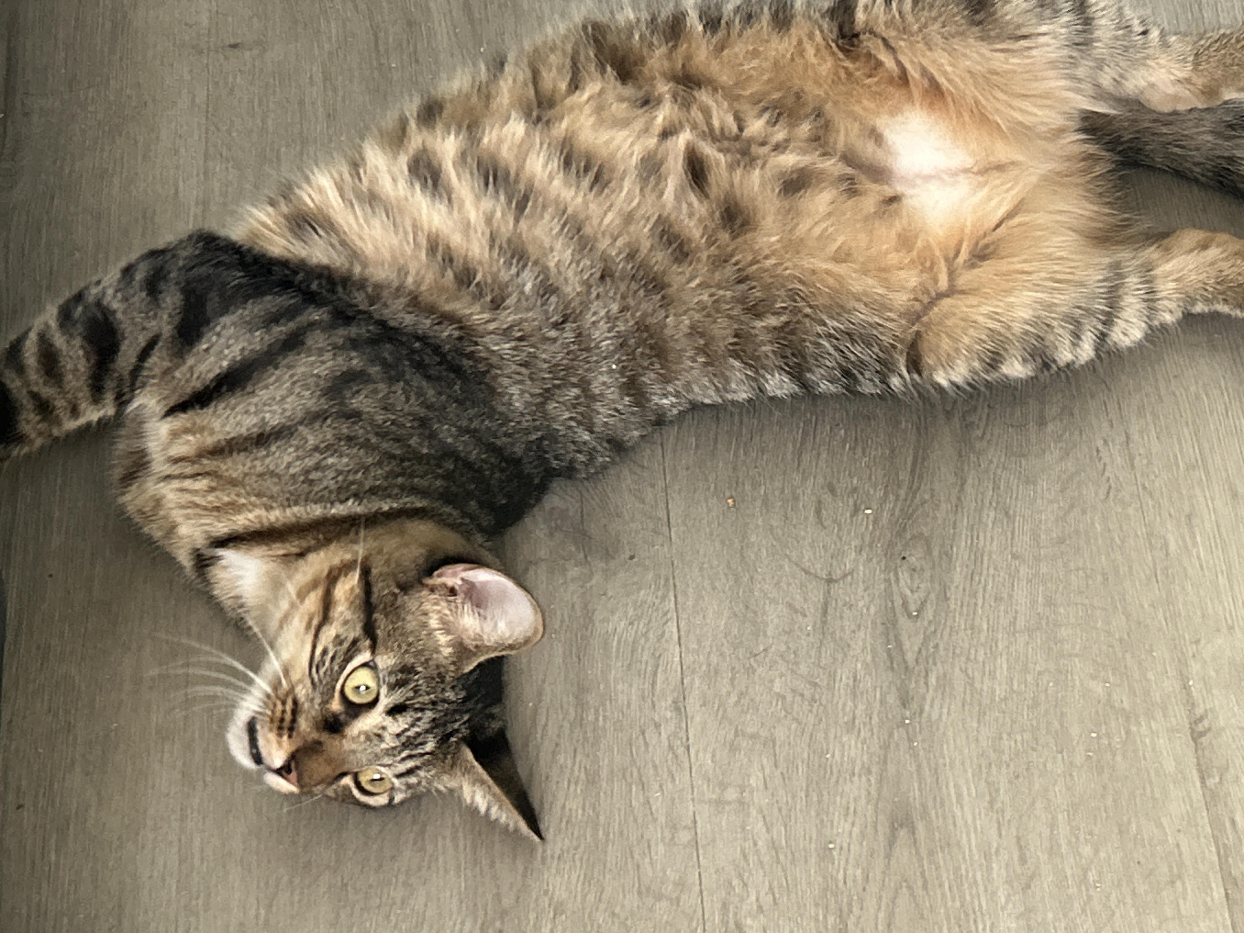 Jimmy, a Adoptable Tabby in Marble Falls, TX image 2/6