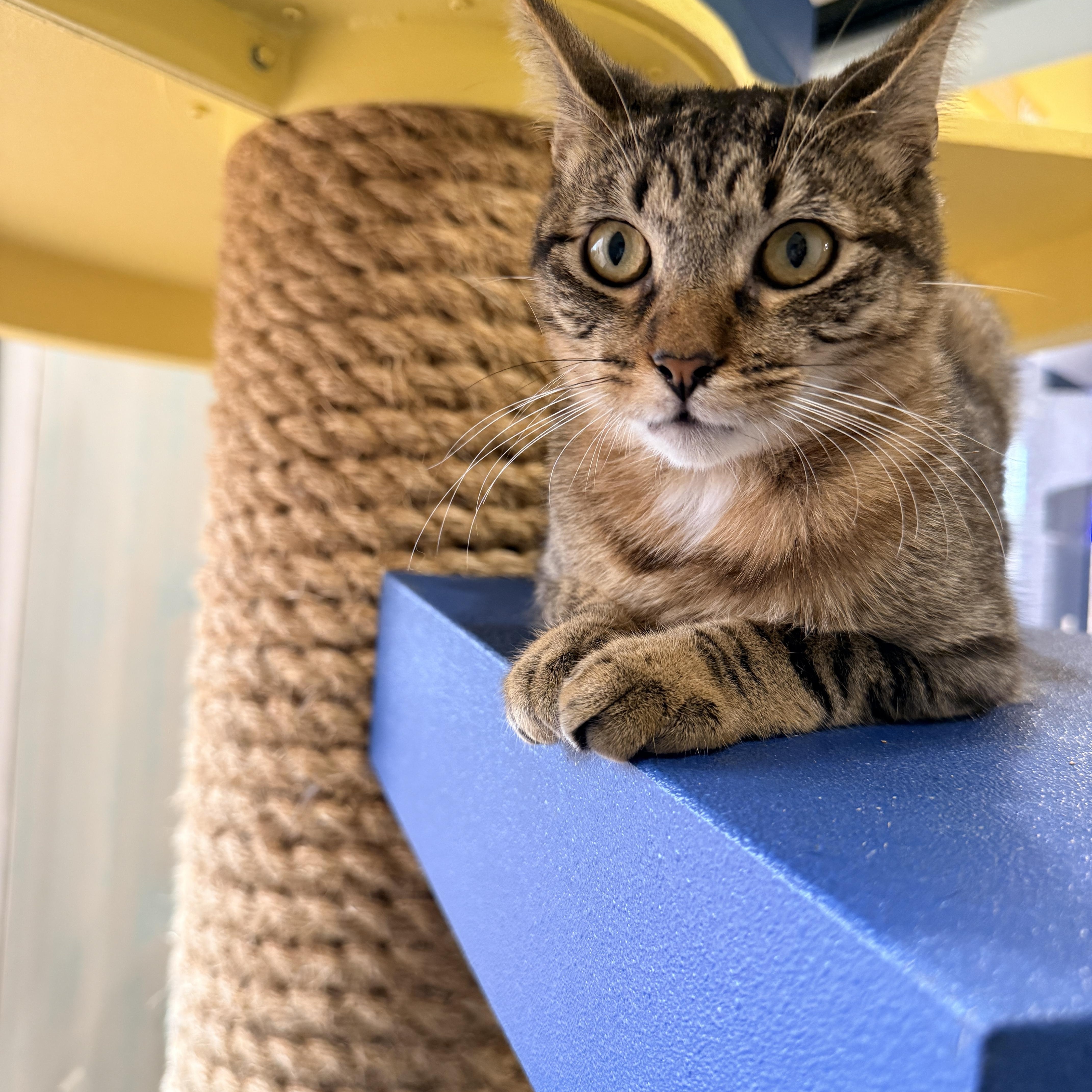 Jimmy, a Adoptable American Shorthair in LAMPASAS, TX image 5/5