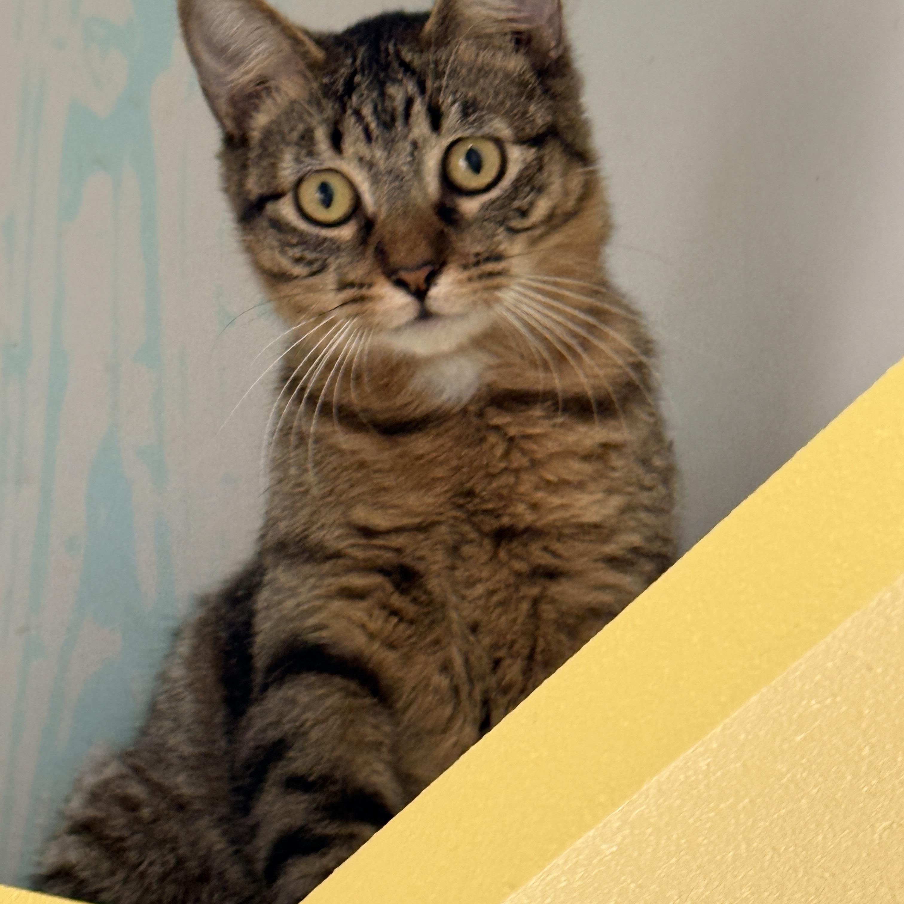 Jimmy, a Adoptable American Shorthair in LAMPASAS, TX image 3/5