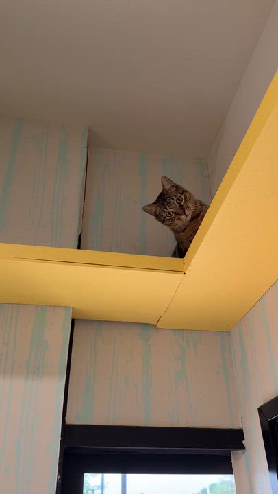 Enlarge Jimmy, a Adoptable American Shorthair in LAMPASAS, TX video 4/5