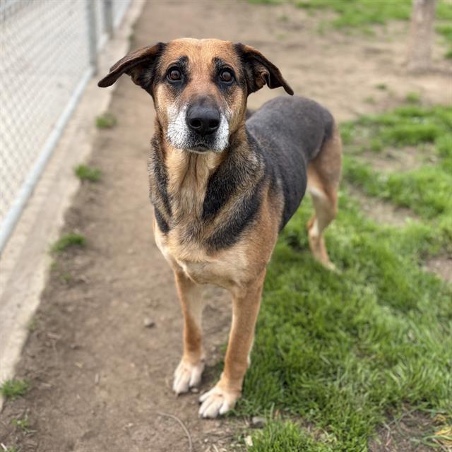 SQUIRREL, Adoptable, Adult Female German Shepherd Dog & Mixed Breed.