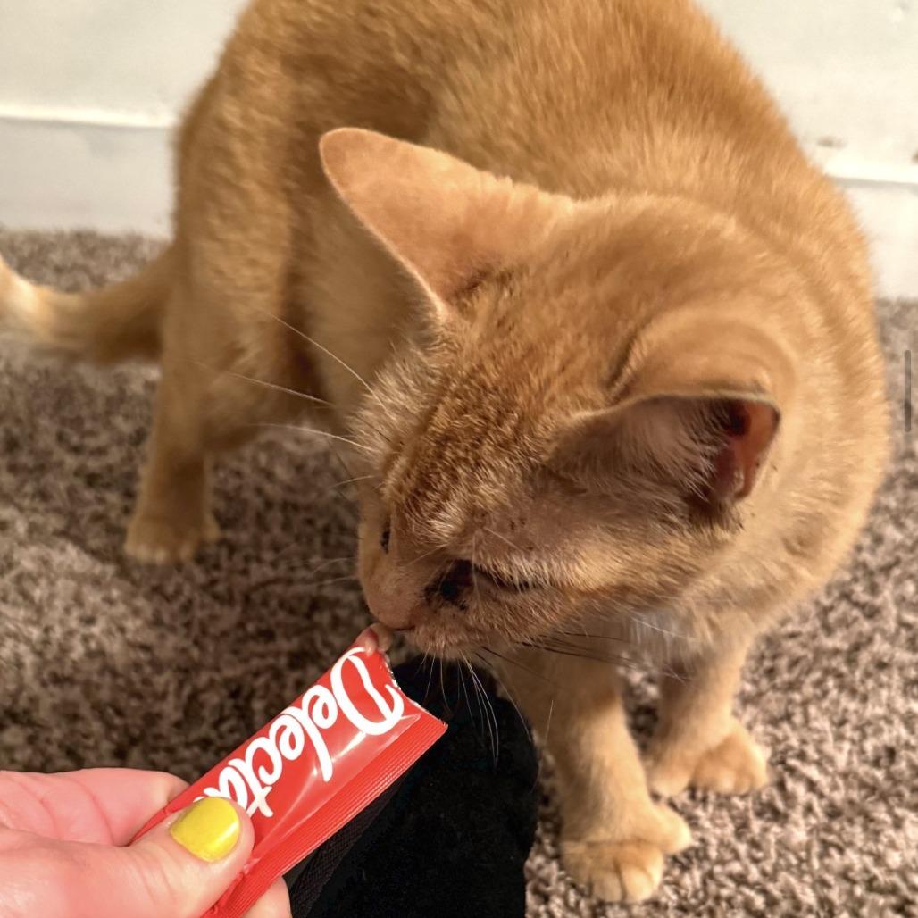 Enlarge Tums, a Adoptable Domestic Short Hair in Pleasant Hill, MO image 1/1