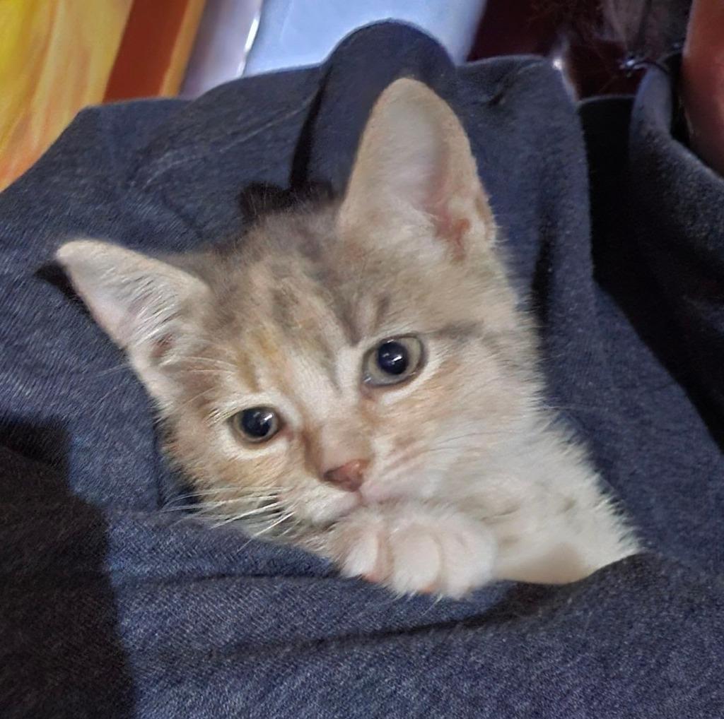 Clementine, Adopted, Kitten Female Domestic Short Hair.