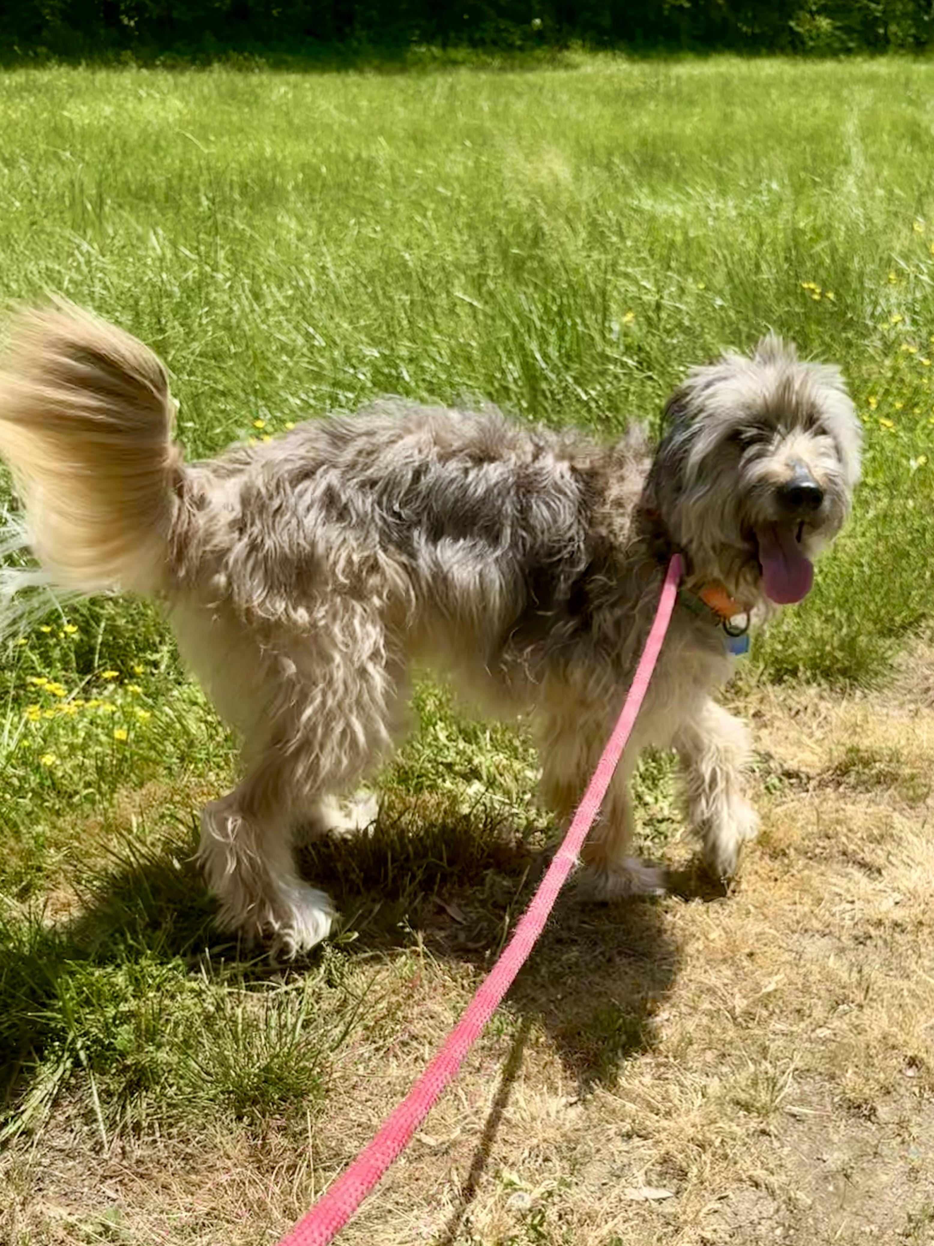 Enlarge Happy, an adopted mixed breed in Pittsboro, NC image 3/5