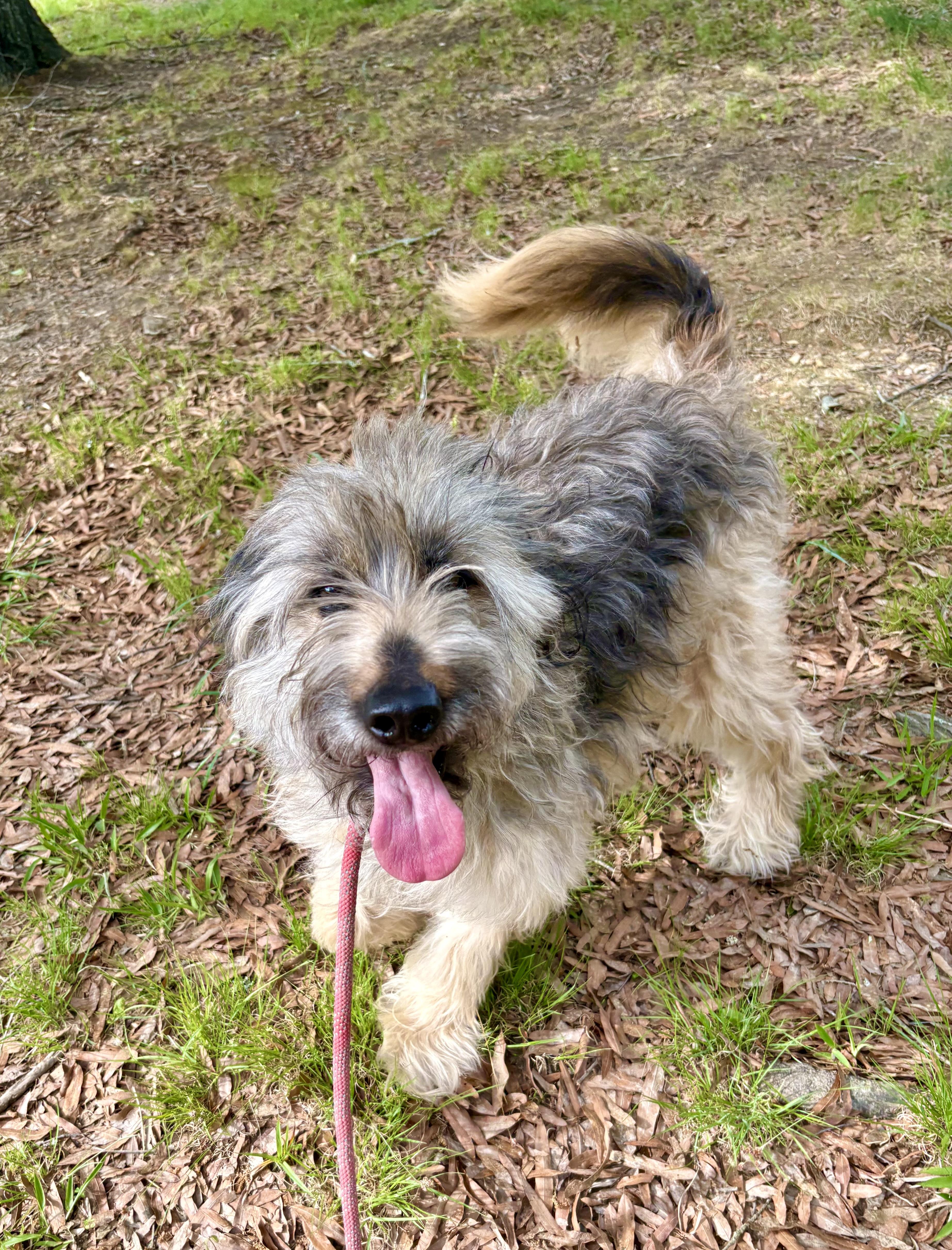 Enlarge Happy, an adopted mixed breed in Pittsboro, NC image 1/5