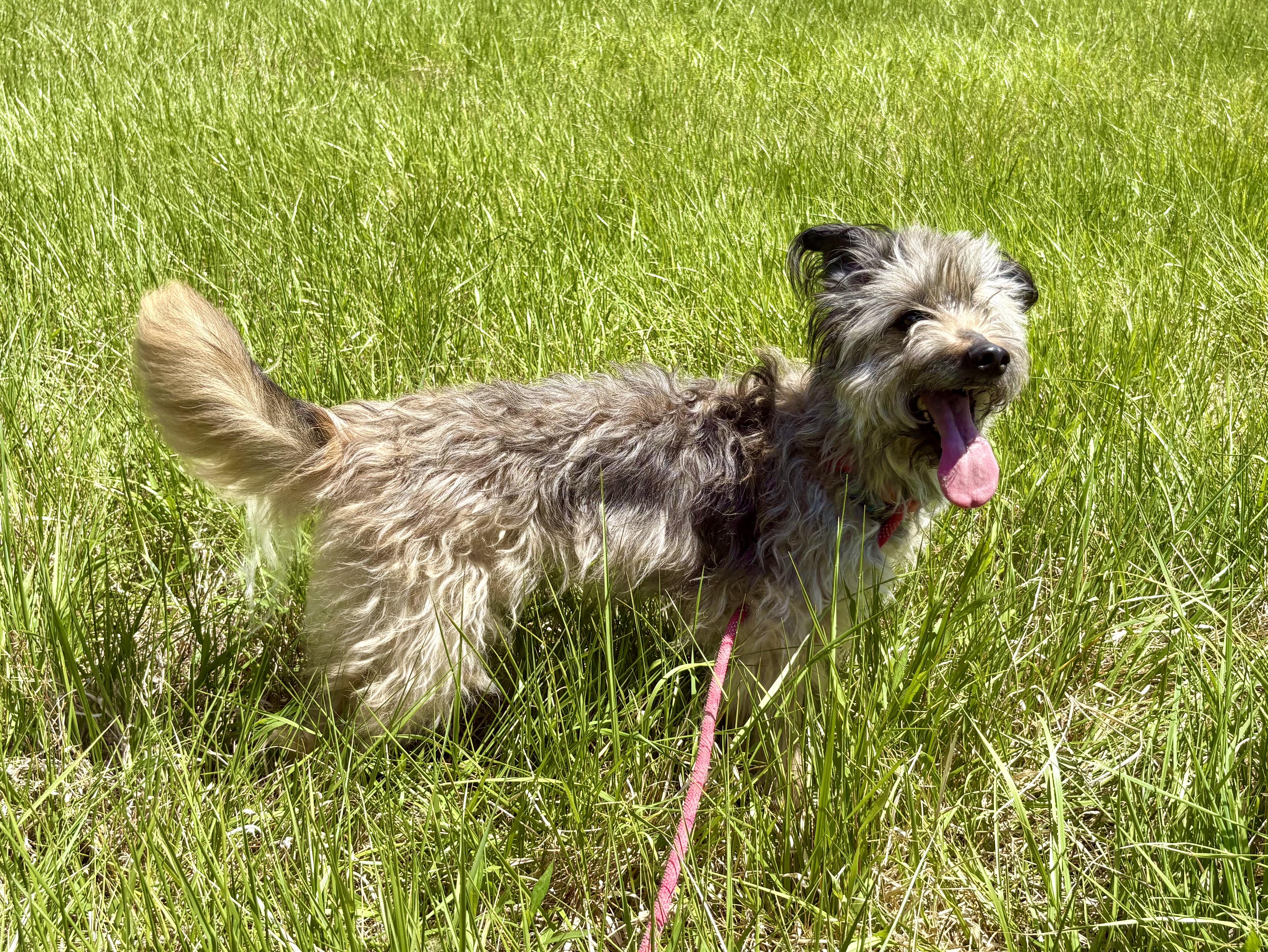 Enlarge Happy, an adopted mixed breed in Pittsboro, NC image 4/5