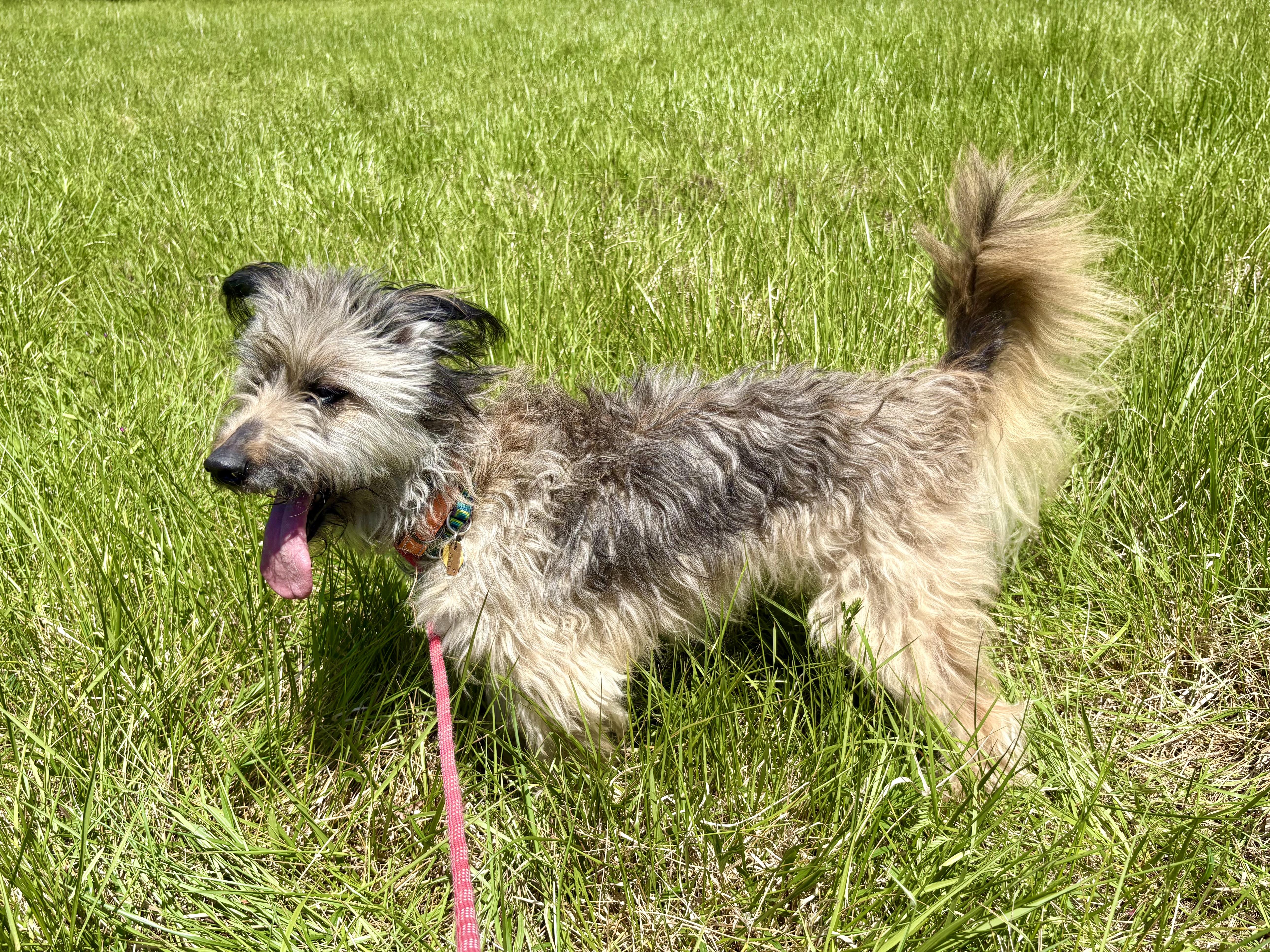 Enlarge Happy, an adopted mixed breed in Pittsboro, NC image 5/5