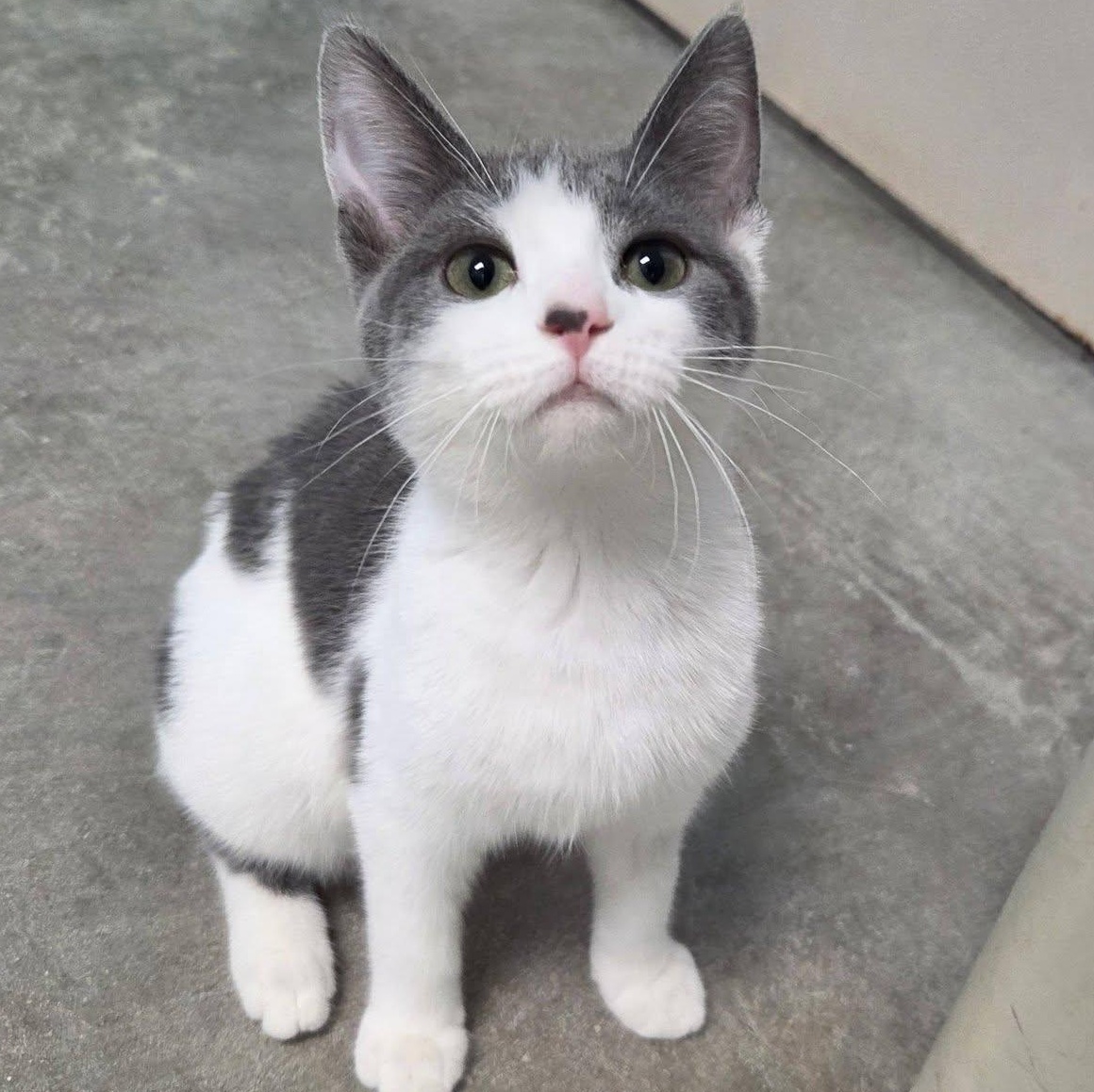 Enlarge Disco, an adopted Domestic Short Hair in Chilton, WI image 4/6