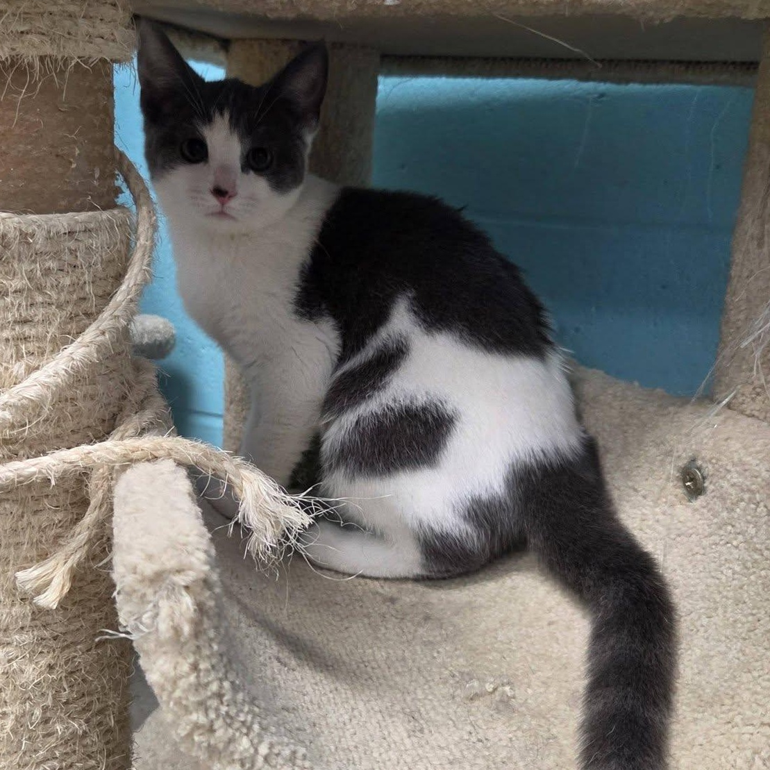 Enlarge Disco, an adopted Domestic Short Hair in Chilton, WI image 3/6