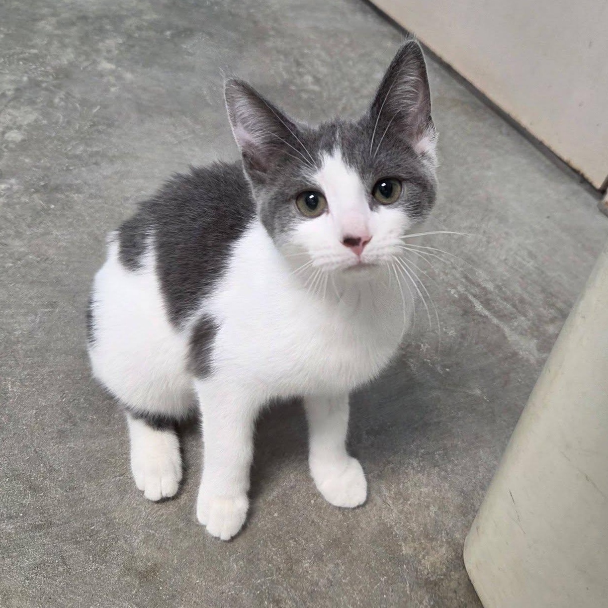 Enlarge Disco, an adopted Domestic Short Hair in Chilton, WI image 5/6