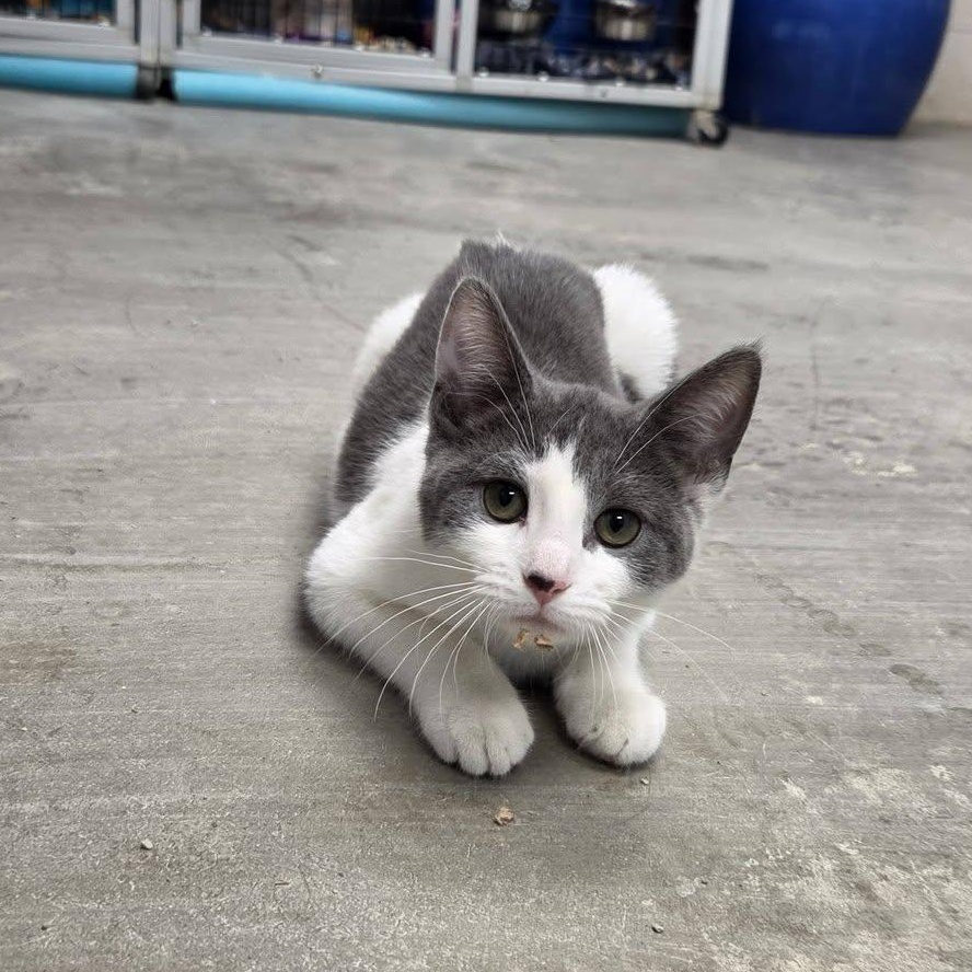 Enlarge Disco, an adopted Domestic Short Hair in Chilton, WI image 2/6
