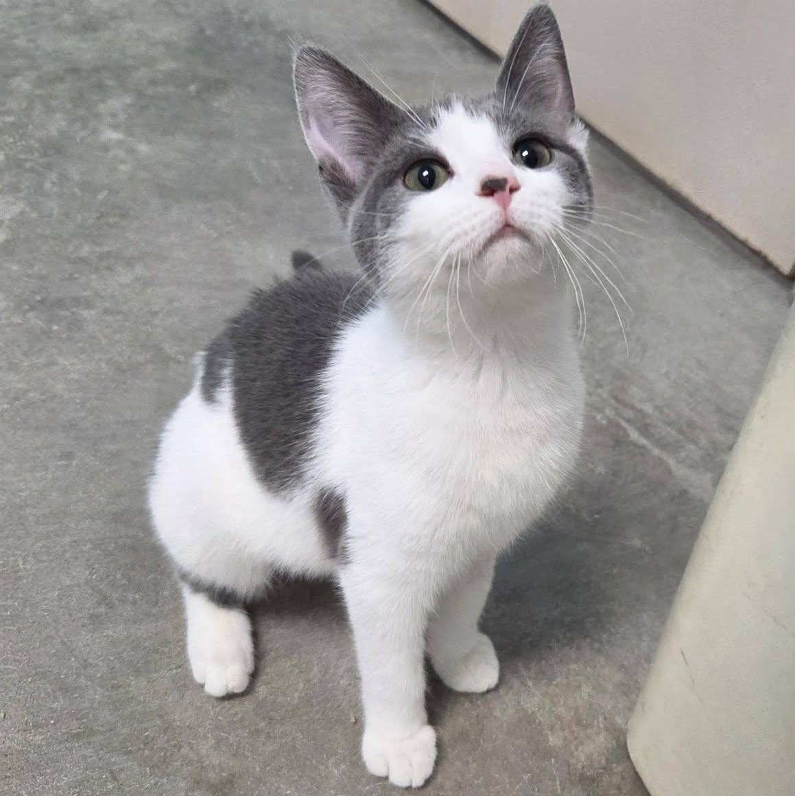 Enlarge Disco, an adopted Domestic Short Hair in Chilton, WI image 6/6