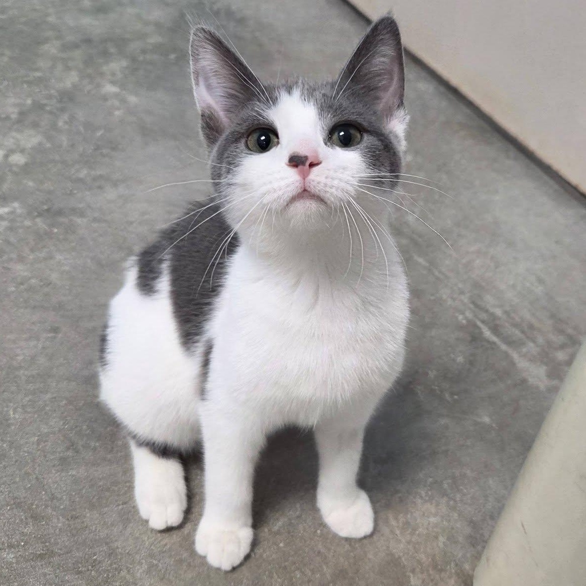 Disco, adopted, Young Female Domestic Short Hair.