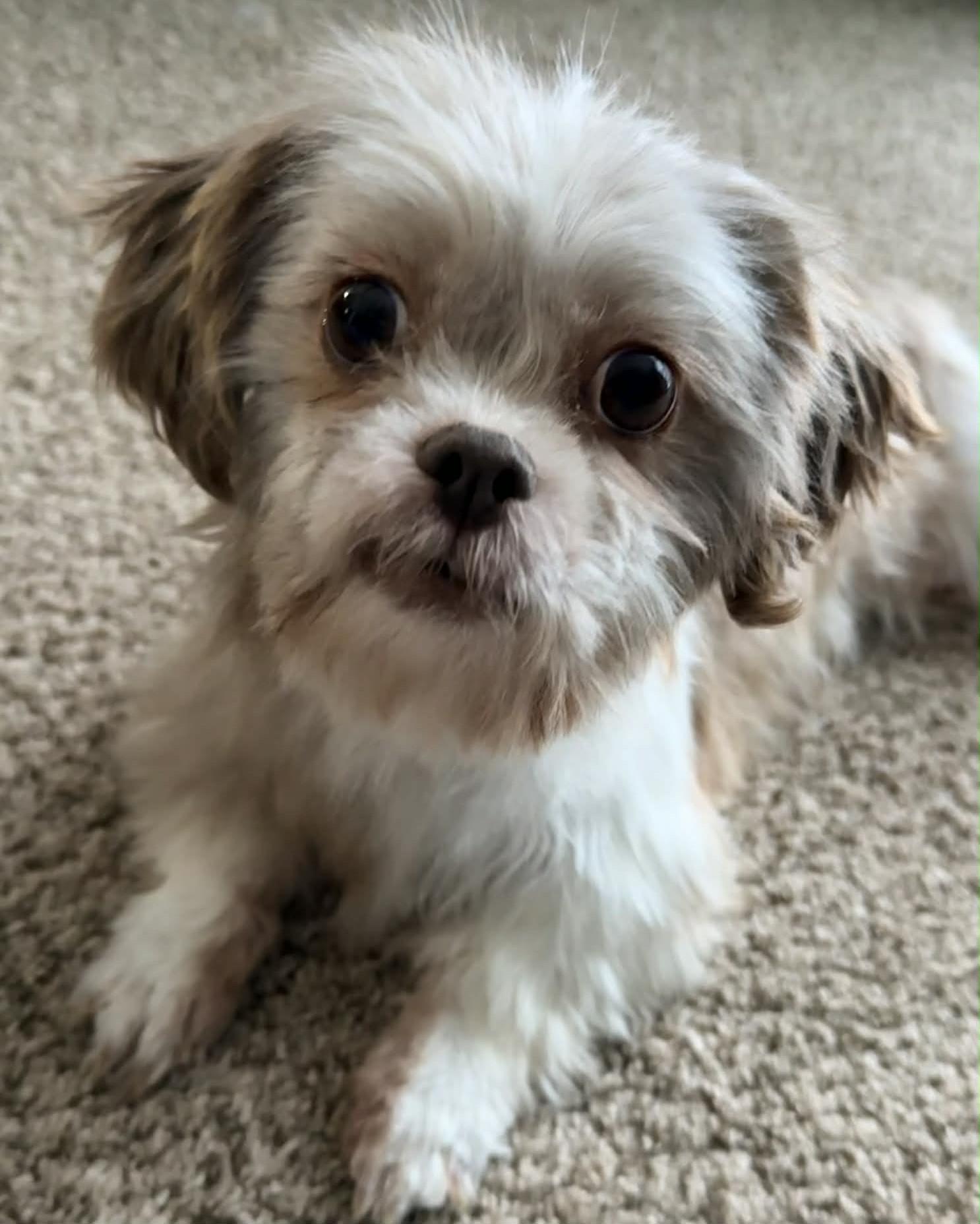 Enlarge Masilee, an adopted Shih Tzu in Painesville, OH image 4/6