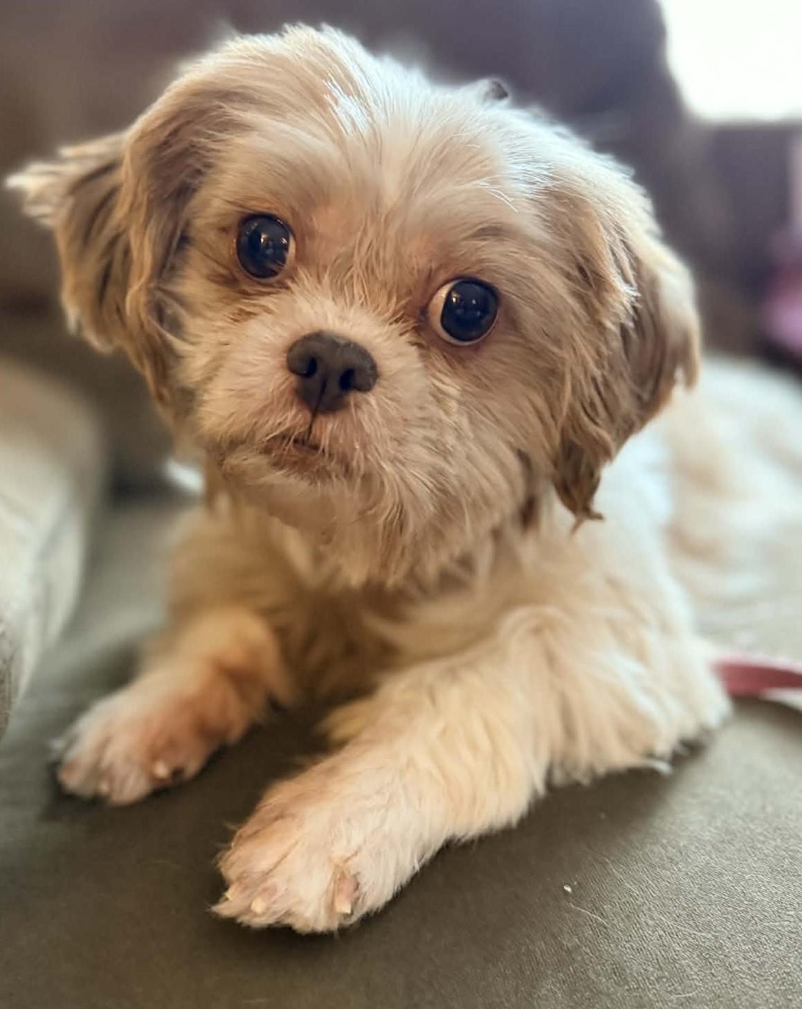 Enlarge Masilee, an adopted Shih Tzu in Painesville, OH image 1/6