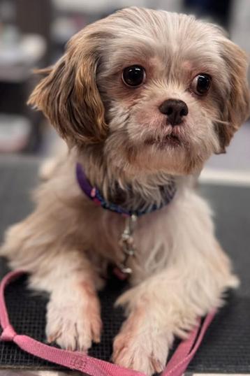 Enlarge Masilee, an adopted Shih Tzu in Painesville, OH image 5/6