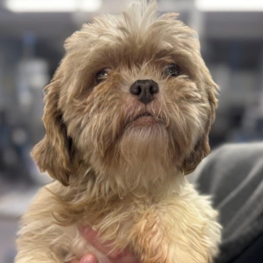 Enlarge Masilee, an adopted Shih Tzu in Painesville, OH image 2/6