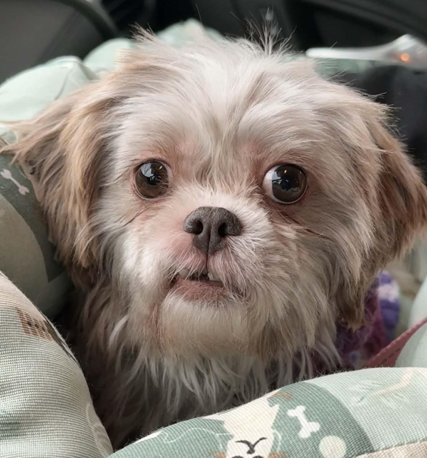 Enlarge Masilee, an adopted Shih Tzu in Painesville, OH image 3/6