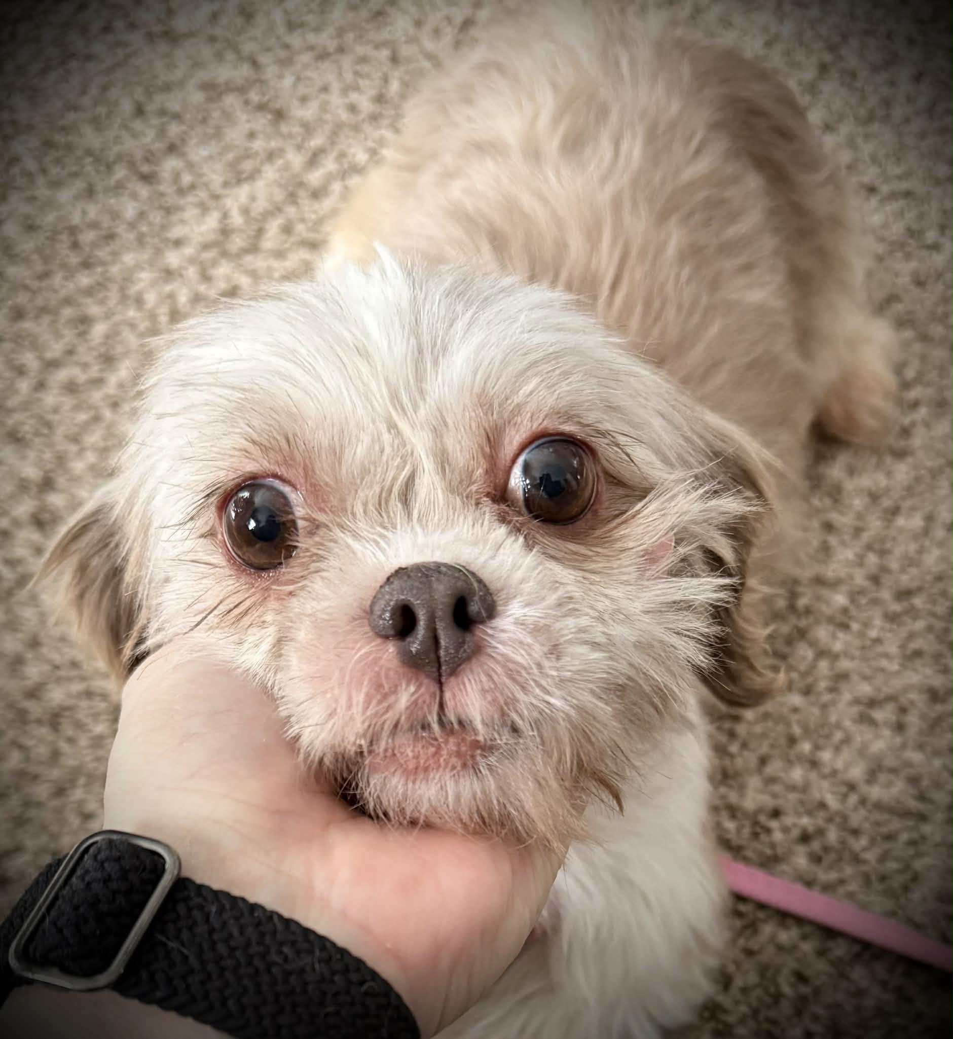 Enlarge Masilee, an adopted Shih Tzu in Painesville, OH image 6/6