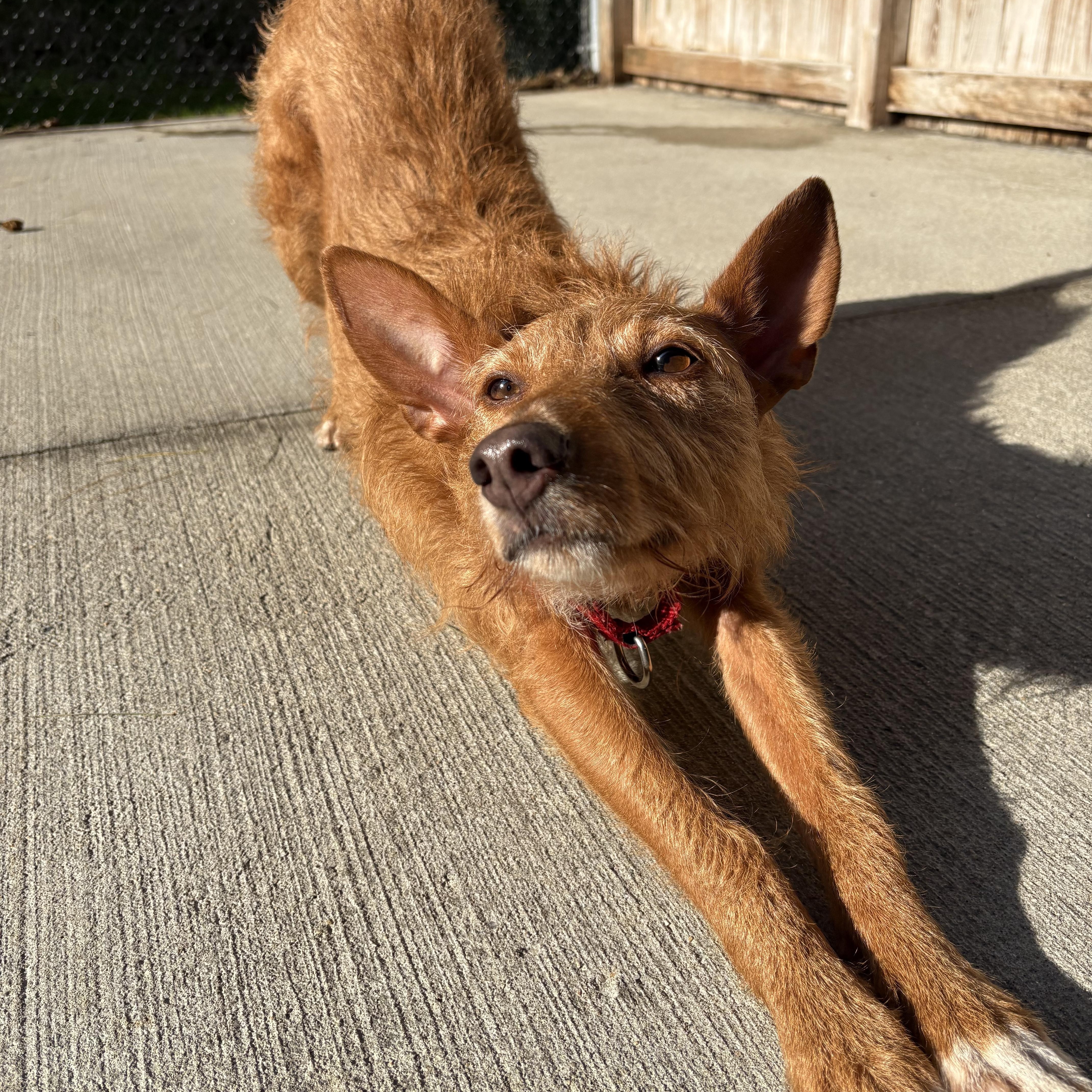 Ollie, an adoptable Portuguese Podengo in Swanzey, NH, 03446 | Photo Image 5