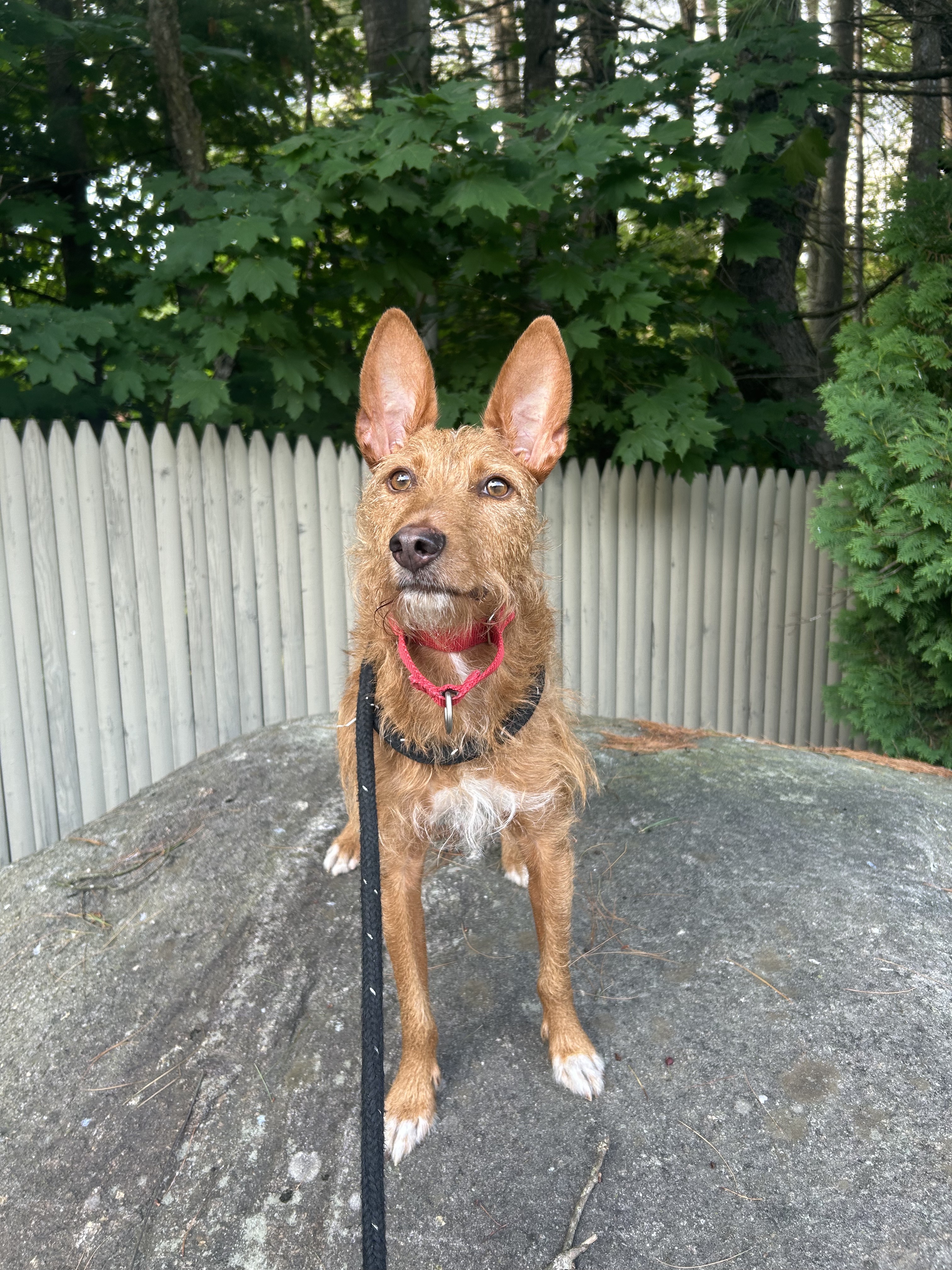 Ollie, an adoptable Portuguese Podengo in Swanzey, NH, 03446 | Photo Image 3