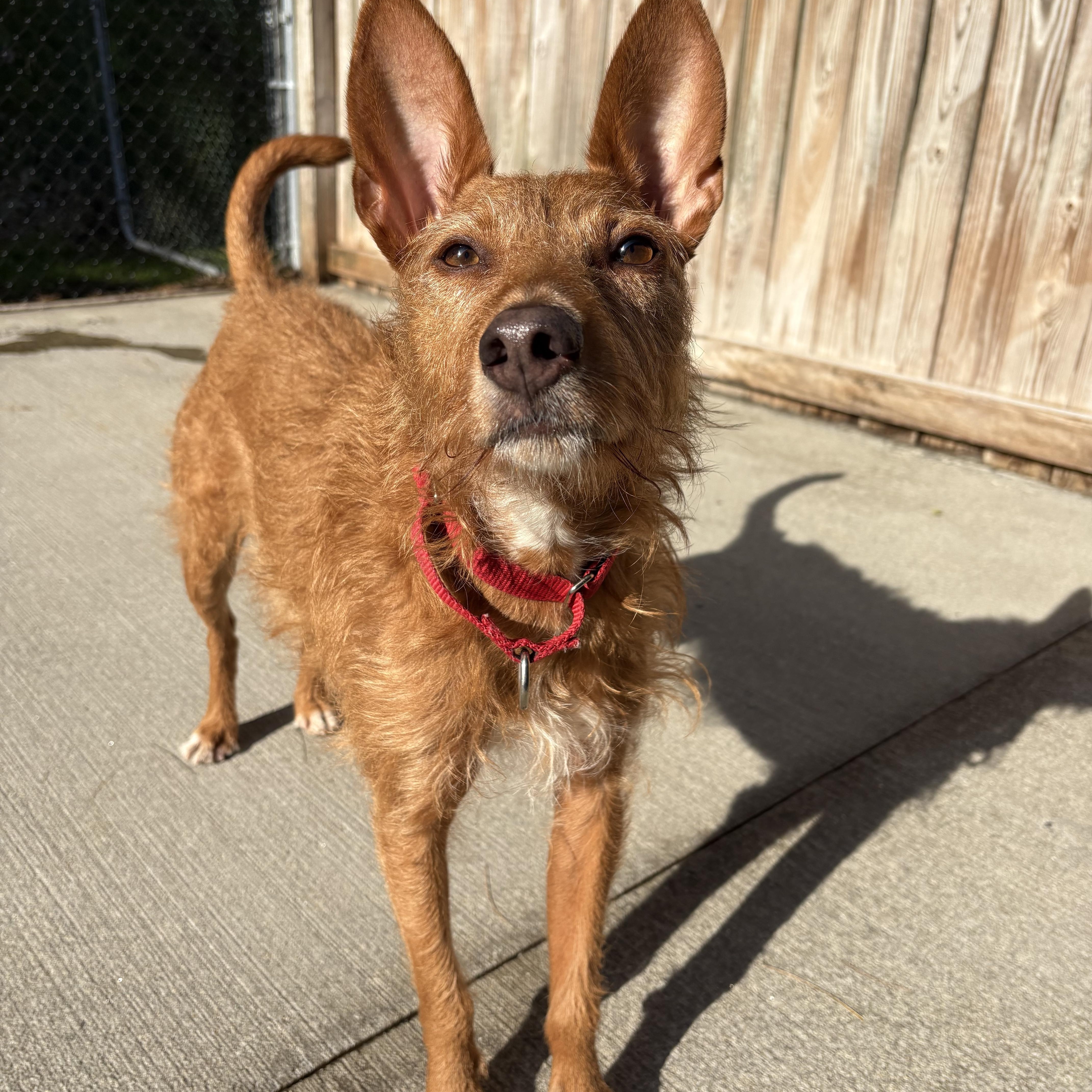 Ollie, Adoptable, Adult Male Portuguese Podengo.