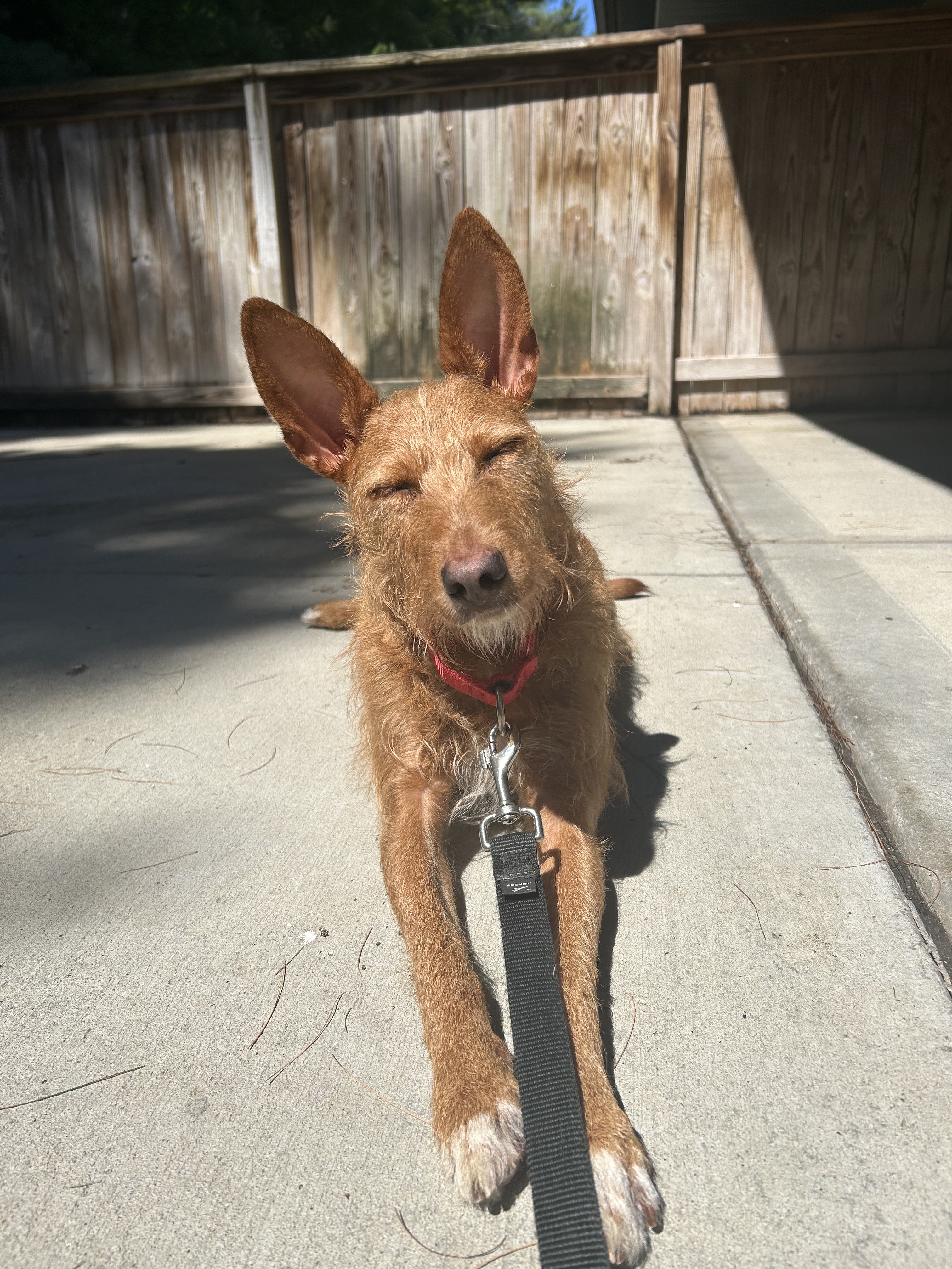Ollie, a Adoptable Portuguese Podengo in Swanzey, NH image 2/6