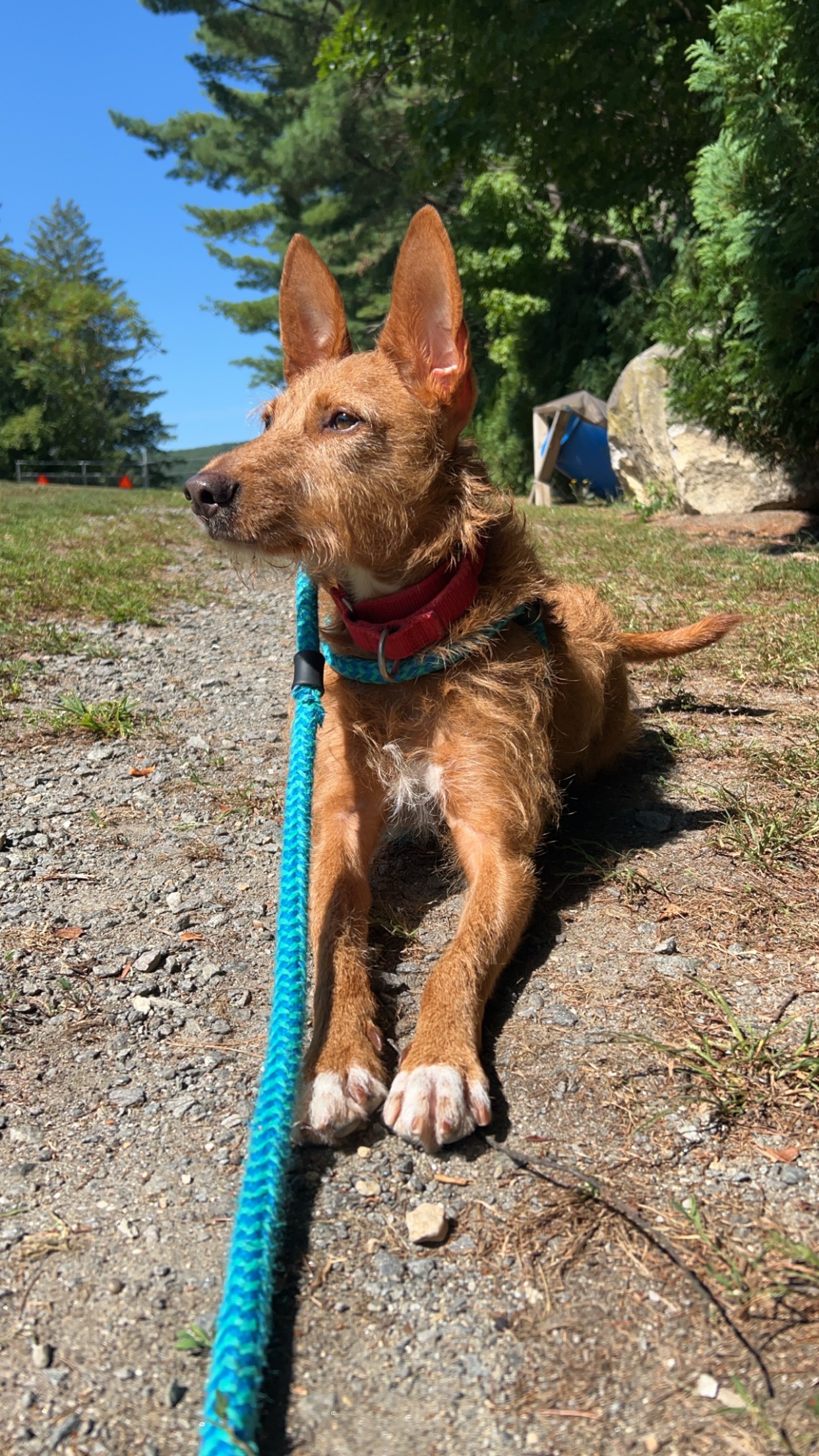 Ollie, a Adoptable Portuguese Podengo in Swanzey, NH image 5/6