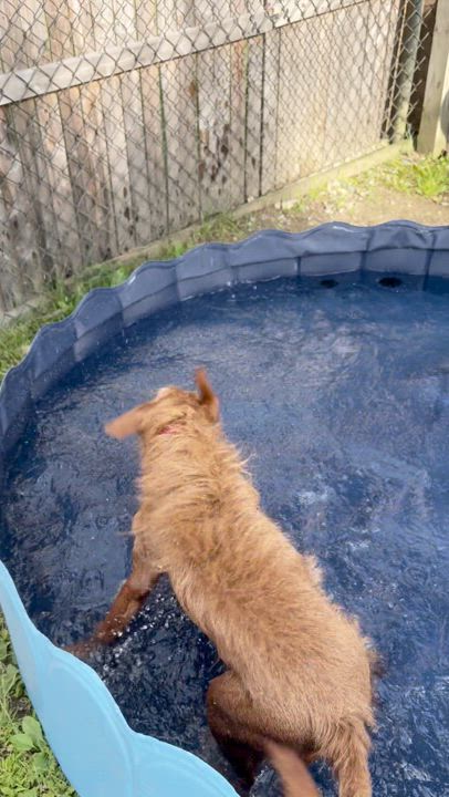 Enlarge Ollie, a Adoptable Portuguese Podengo in Swanzey, NH video 3/6