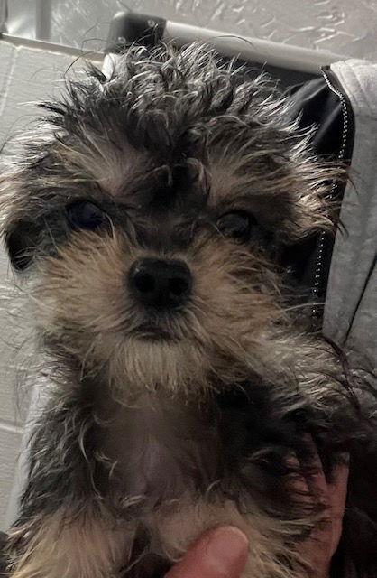 Mister 6 months NO KIDS UNDER 10, Adopted, Young Male Shih Tzu.