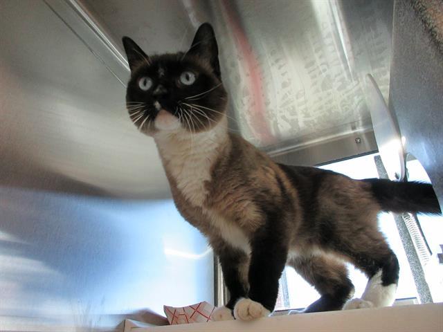 Enlarge NATSYA, a Adoptable Snowshoe in Colorado Springs, CO image 1/1