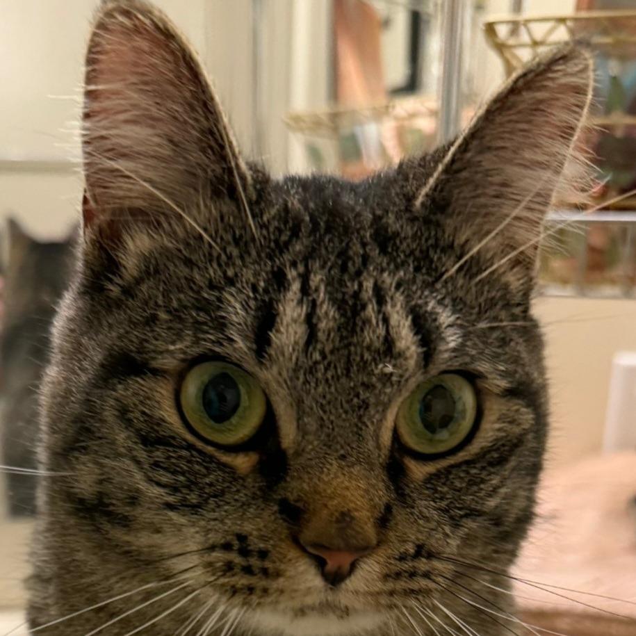 Enlarge Sassy, a Adoptable Domestic Short Hair in Layton, UT image 2/5