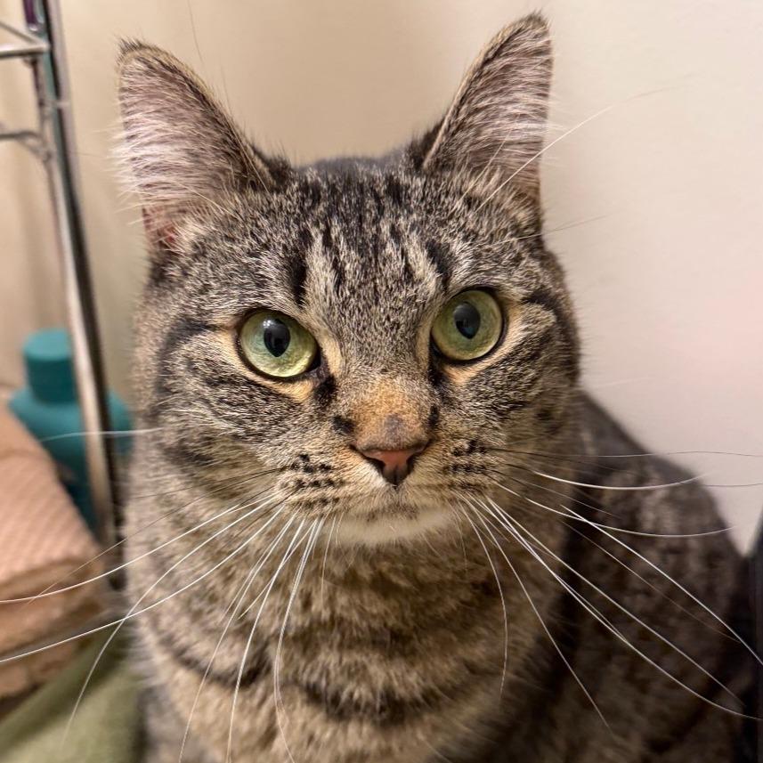 Enlarge Sassy, a Adoptable Domestic Short Hair in Layton, UT image 4/5