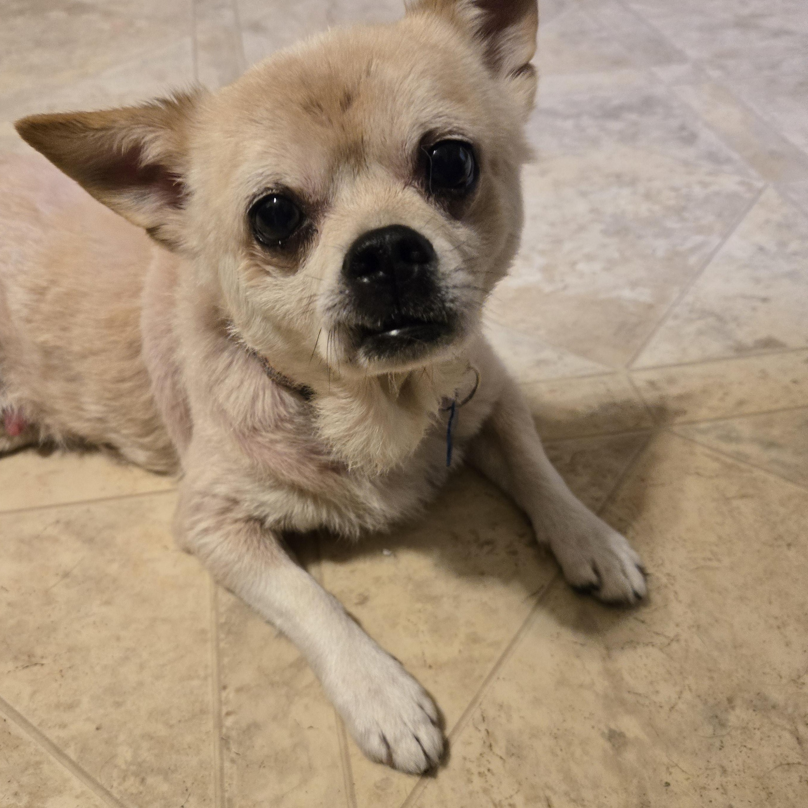 Balto, adopted, Senior Male Chihuahua & Pug.
