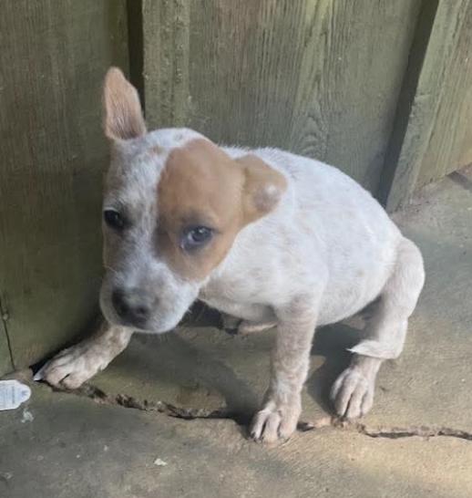 Enlarge Red, a Adoptable mixed breed in Zimmerman, MN image 3/3