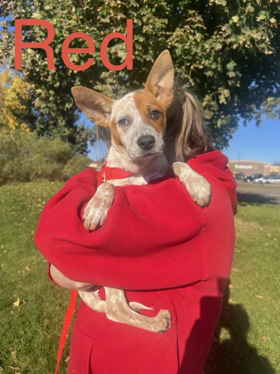 Enlarge Red, a Adoptable mixed breed in Zimmerman, MN image 1/3