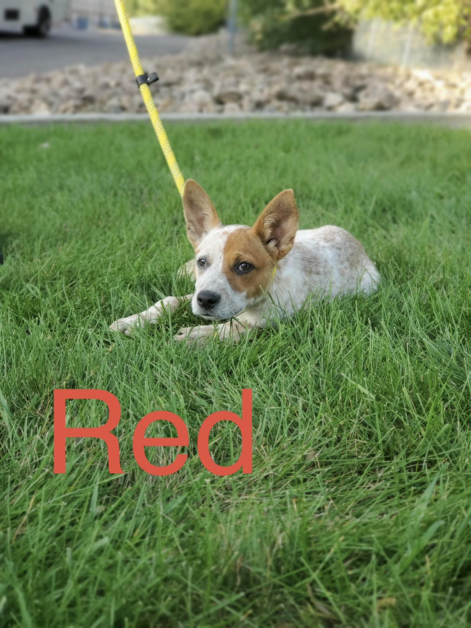 Enlarge Red, a Adoptable mixed breed in Zimmerman, MN image 2/3