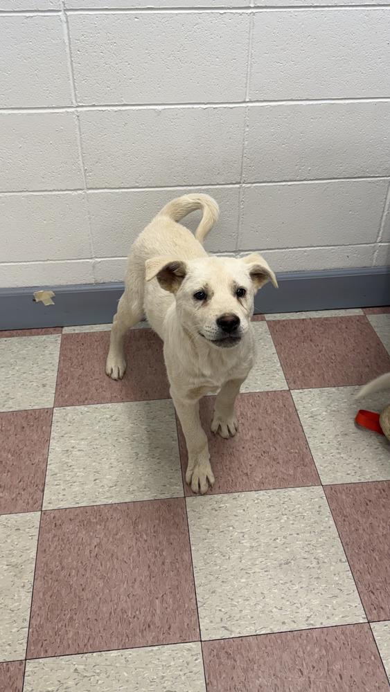 Enlarge Anthony, a Adopted mixed breed in Ontario, CA image 1/1