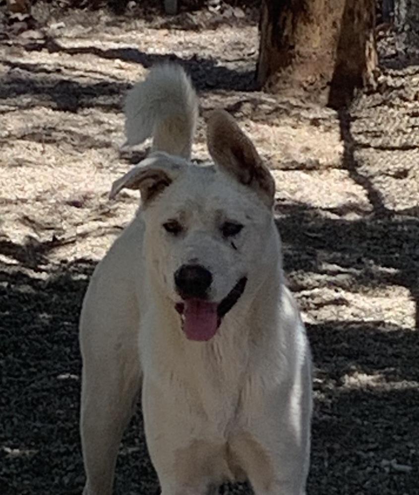 Enlarge Anthony, a Adopted mixed breed in Ontario, CA image 1/1