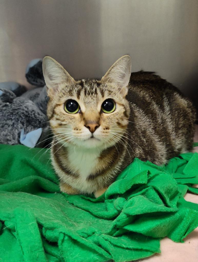 Silvia, Adoptable, Adult Female Domestic Short Hair.